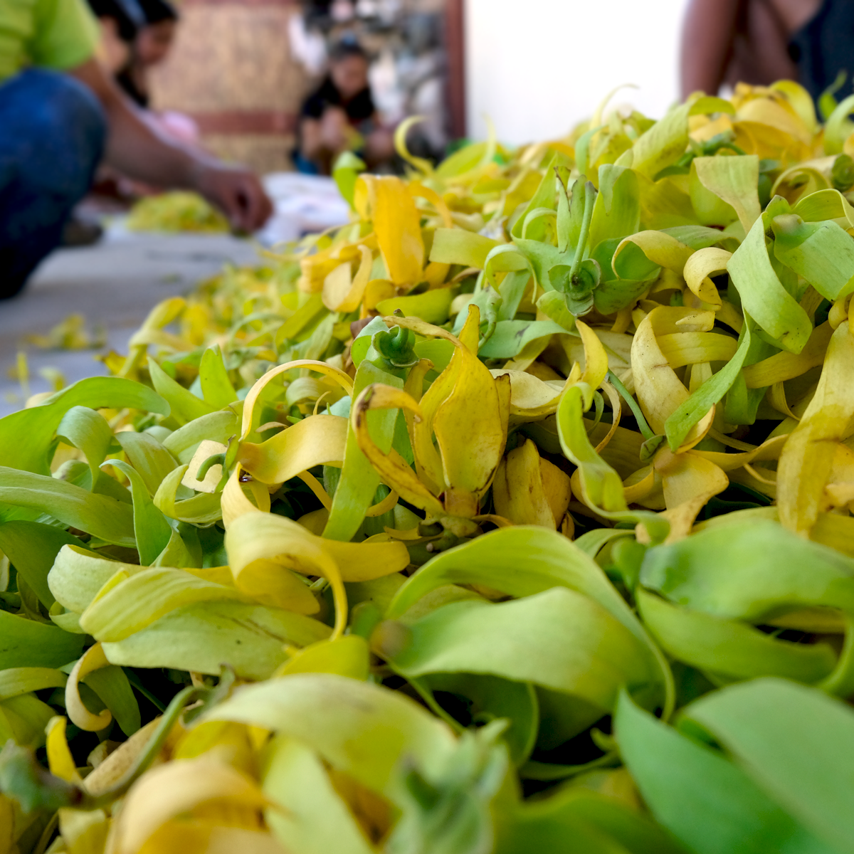 Ylang-ylang Essential Oil