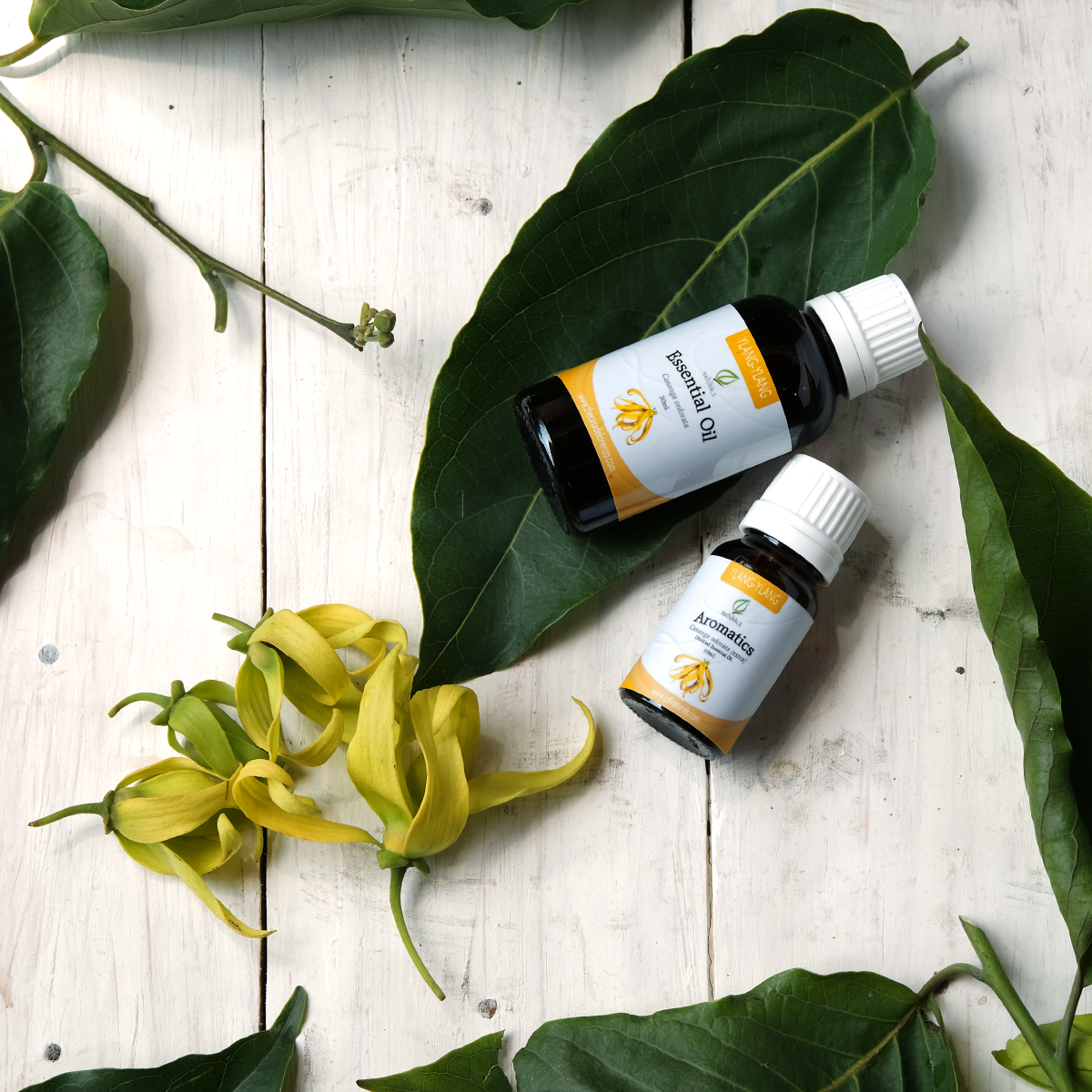 Ylang-ylang Essential Oil